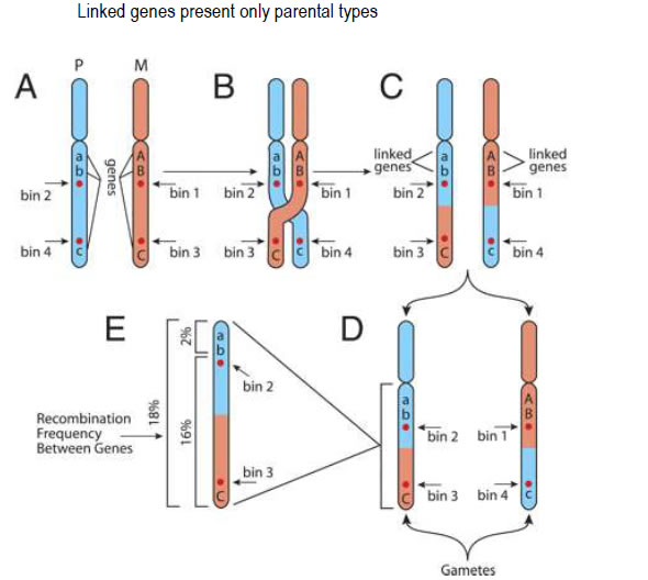 Biology Notes Chapter 5 Genetics And Molecular Biology